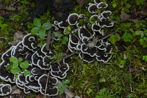 Trametes versicolor