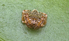 Arkys speechleyi