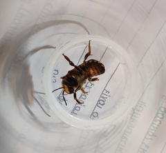 Anthidium florentinum