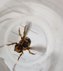 Anthidium florentinum