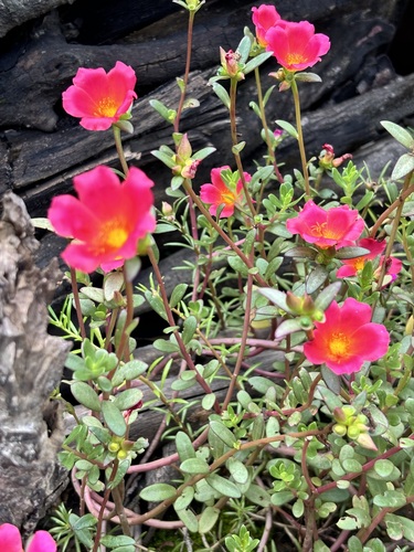 wingpod purslane