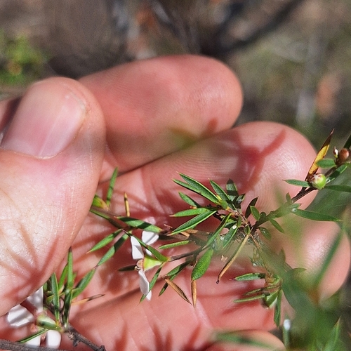 Image of Gaudium microcarpum by (c) Greg Tasney, some rights reserved (CC BY-SA)