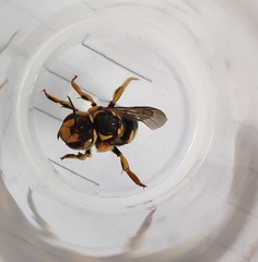 Anthidium florentinum