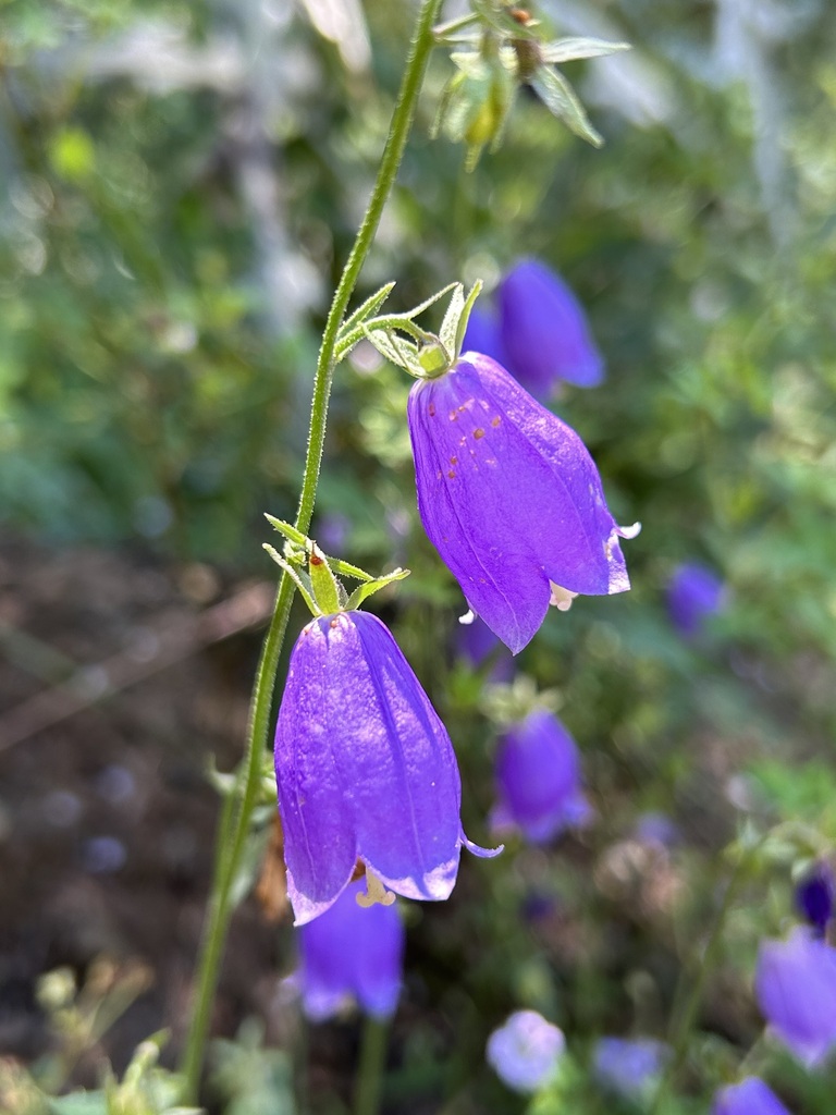 Adenophora polyantha
