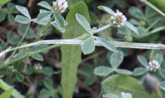 Trifolium striatum