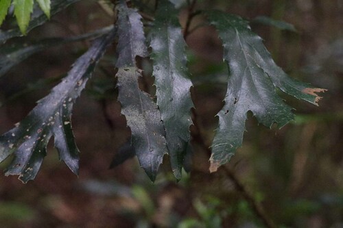 Image of Orites excelsus by (c) Lewis, some rights reserved (CC BY-SA)