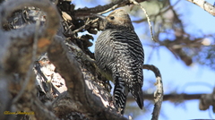 Sphyrapicus thyroideus thyroideus
