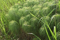 Helianthus salicifolius
