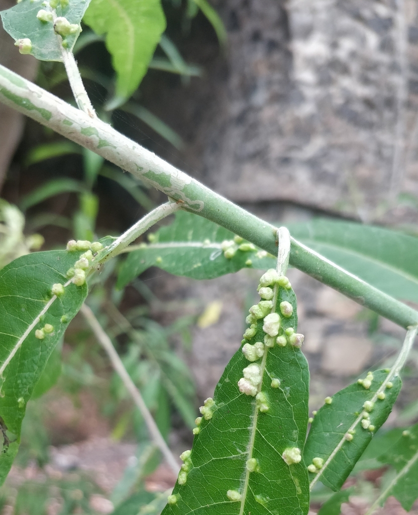 Phyllocnistis canariensis