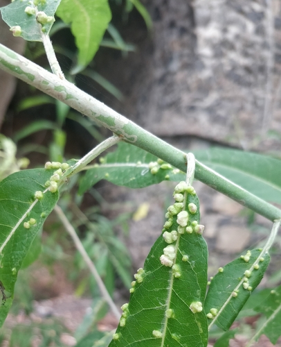 Phyllocnistis canariensis