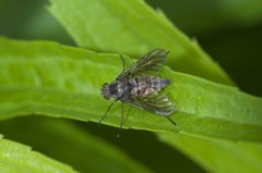 Chrysopilus pilosus