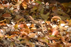 Pholidoscelis chrysolaemus