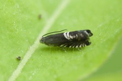 Grapholita interstinctana