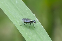 Rhaphium melampus