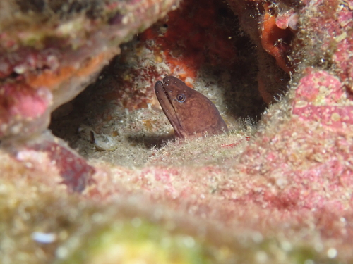 Cunning moray (Uropterygius versutus) — Muraenidae — 5