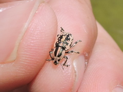 Eudiagogus rosenschoeldi