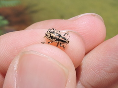 Eudiagogus rosenschoeldi