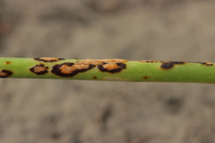 Puccinia allii