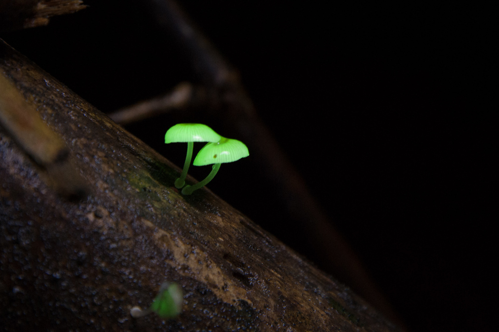 Mycena chlorophos · June 2019 · photo: © mutolisp (iNaturalist, cc-by)