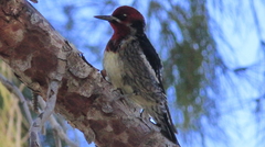 Sphyrapicus ruber × nuchalis