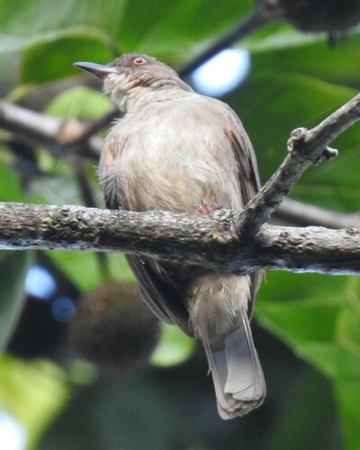Asian Red-eyed Bulbul (Pycnonotus brunneus), photo 7