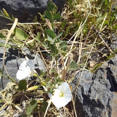 Calystegia subacaulis