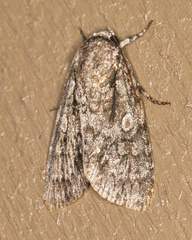 Acronicta brumosa
