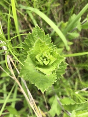 Verbena stricta