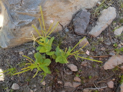 Epilobium glaberrimum