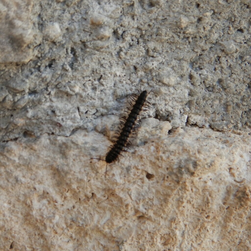 Chondrodesmus sabachanus