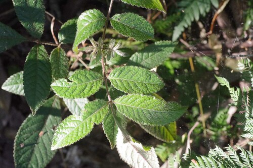 Image of Ackama paniculosa by (c) Lewis, some rights reserved (CC BY-SA)