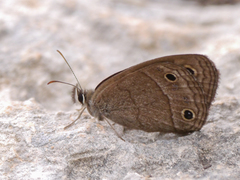 Cissia rubricata