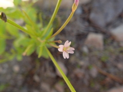 Epilobium glaberrimum