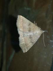 Pechipogo plumigeralis