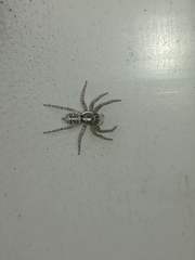 Menemerus semilimbatus