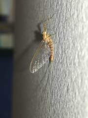 Ephemeroptera