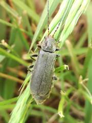 Cantharis tristis