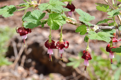 Ribes roezlii