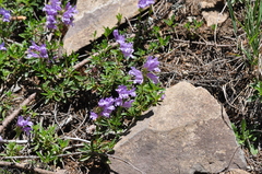 Penstemon cardwellii