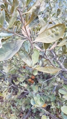 Conocarpus erectus sericeus