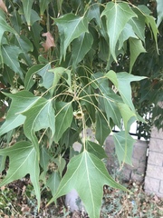 Moringa drouhardii