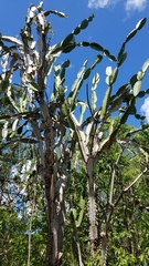 Dendrocereus undulosus