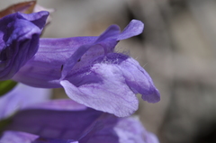 Penstemon cardwellii