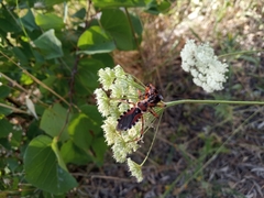 Rhynocoris punctiventris