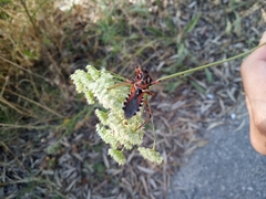 Rhynocoris punctiventris