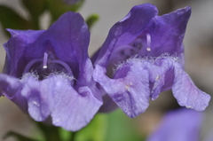 Penstemon cardwellii