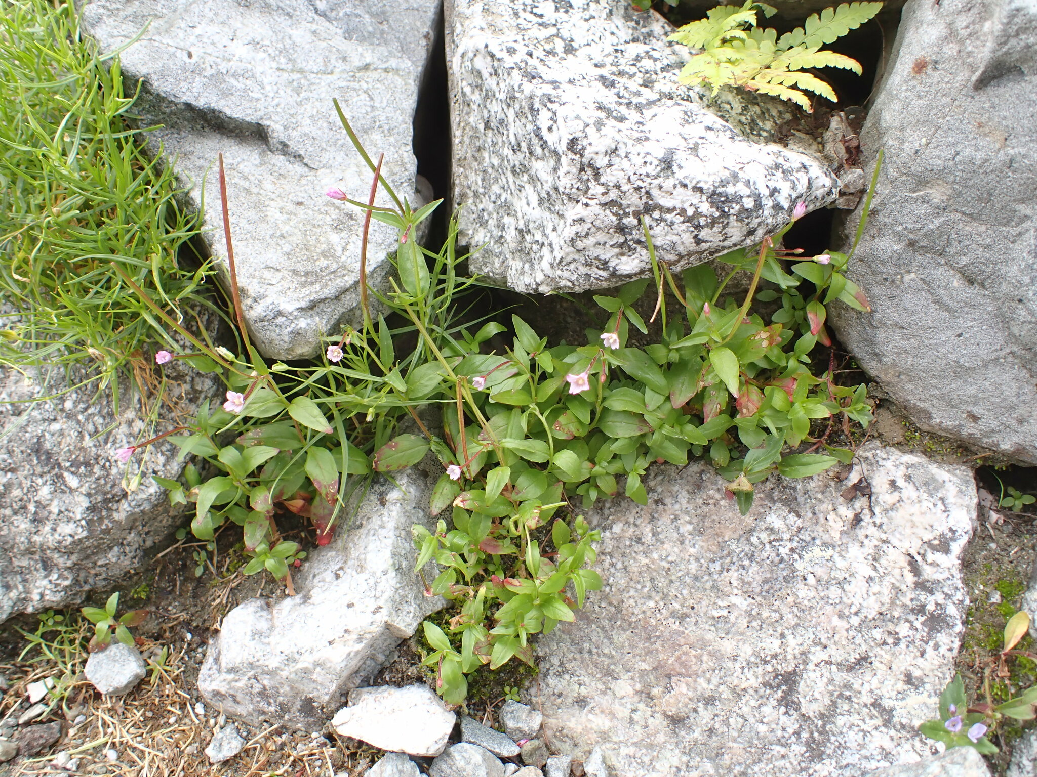 Imagem de Não há um nome popular amplamente reconhecido para "Epilobium hornemannii" no Brasil