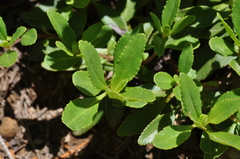 Penstemon cardwellii