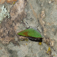 Callophrys affinis