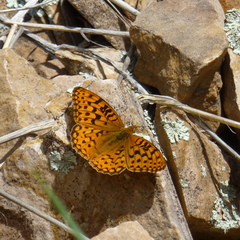 Speyeria edwardsii